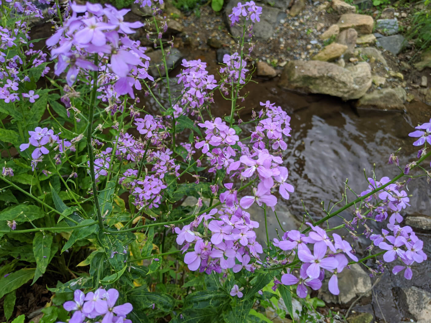 dames rocket flowers along a creek