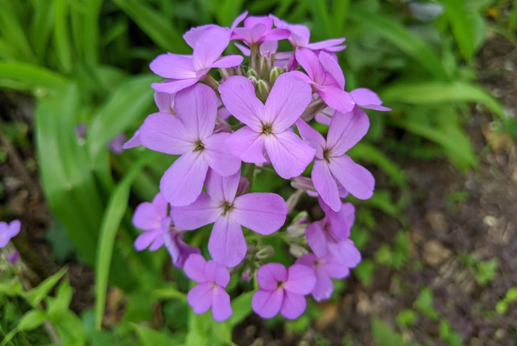 purple dames rocket flowers