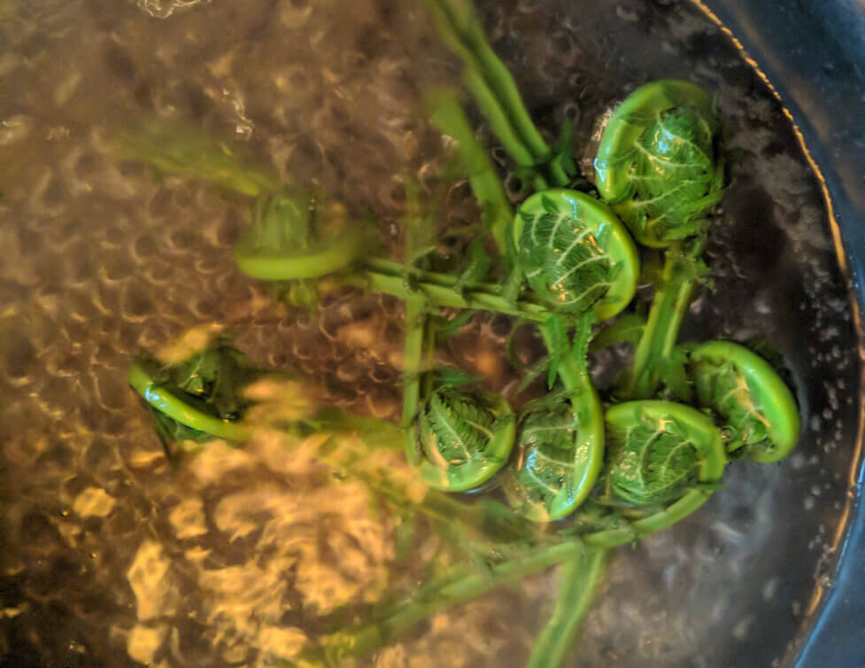 Boiling fiddlehead ferns